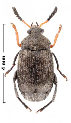 Réf. 360 826 : Bruchus tristiculus